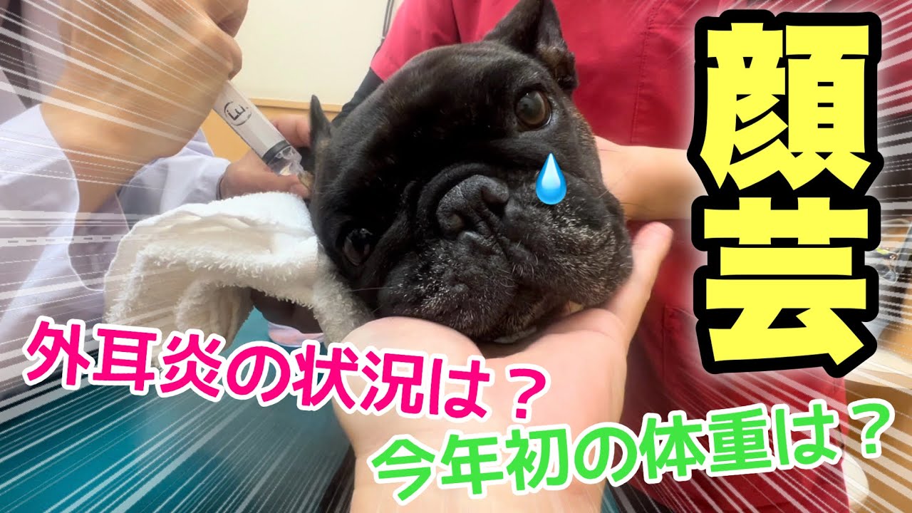 病院で外耳炎治療してもらってる愛犬の情けない顔＆変顔がかわいすぎる愛犬フレンチブルドッグw【顔芸】