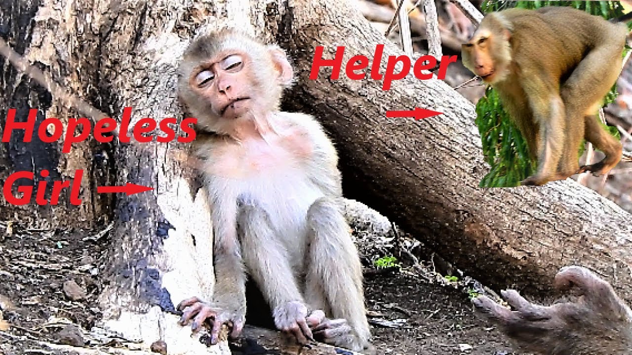 Very Sad and Cannot Stop Our Tears, Orphan Mey Mey Is Released from Pet to Wild Monkey