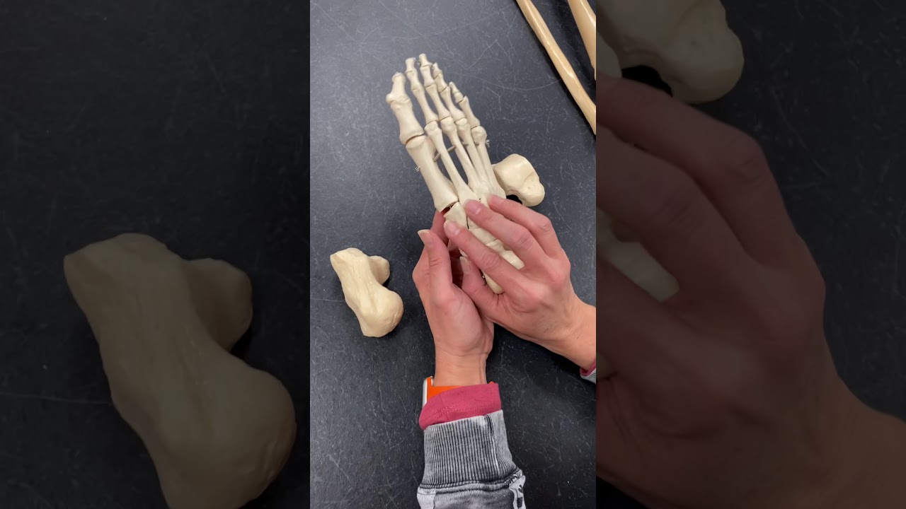 4-7 Foot: Tarsals, Metatarsals, Phalanges
