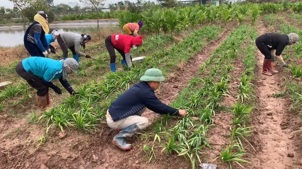 Công dụng kỹ thuật trồng và chăm sóc cây sâm đại hành.Hiệu quả kinh tế của cây dược liệu quý này