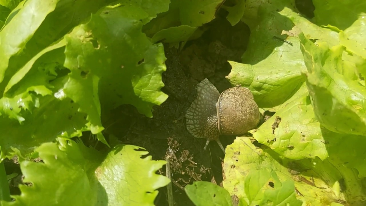 Bariere naturale impotriva melcilor in gradina