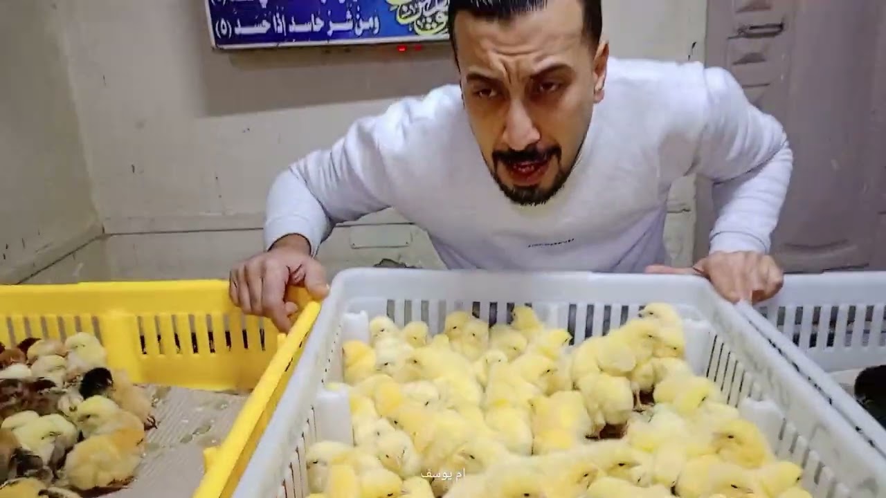 اسعار الكتاكيت والبط اليوم في معمل البرماوى 2/19