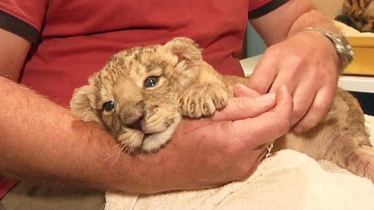 Wildlife Wonders at Chester Zoo: Stories of Survival and Hope (4K Documentary)