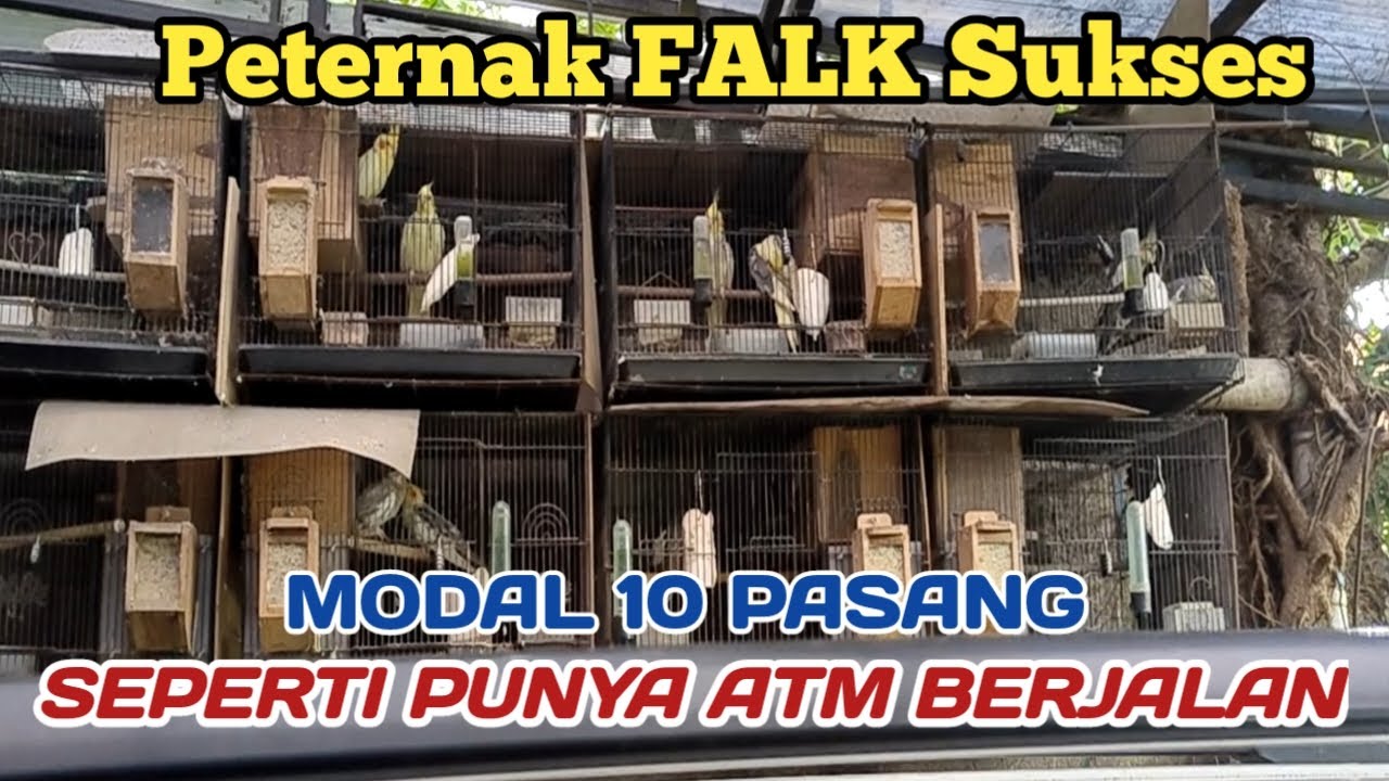 Peternak Burung parkit Australia Sukses || 10 pasang bagaikan punya ATM berjalan