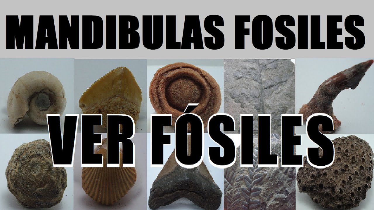 madibulas fosiles &iquest;reales?