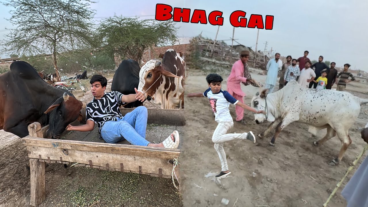 Qurbani Ky Janwar Lena Gaha Mandi 😍 Cow Bhag Gahi 😰