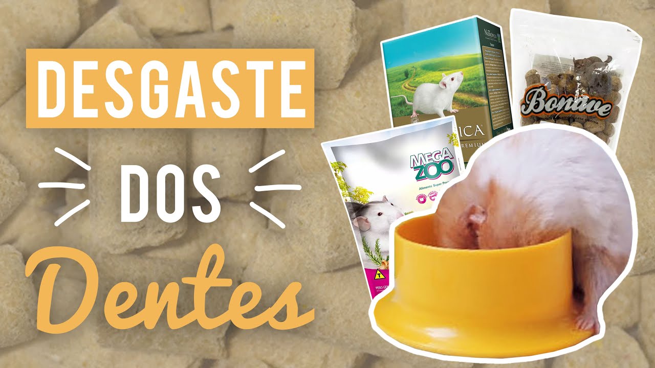 Guia de alimentação para hamsters 🐹| Labina