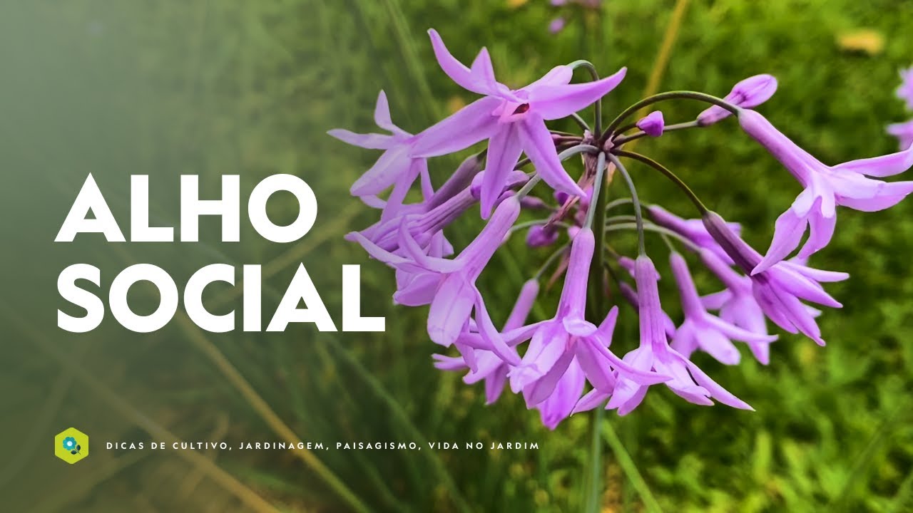 Uma LINDA PLANTA que é ORNAMENTAL, MEDICINAL e COMESTÍVEL