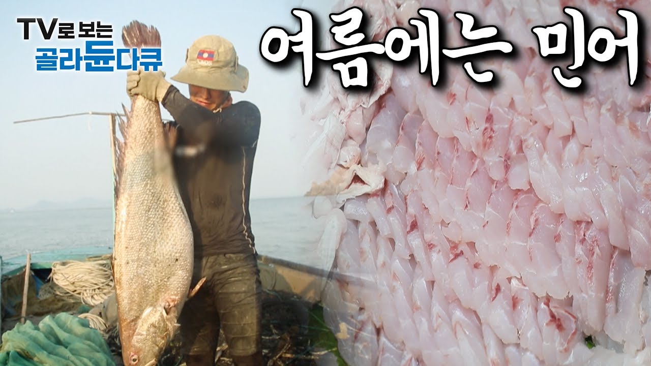 여름에 안찾으면 서운한 물고기｜버릴게 없는 &lsquo;민어&rsquo; 전국 각지 민어 낚시부터 요리 모아보기｜한국기행｜#골라듄다큐