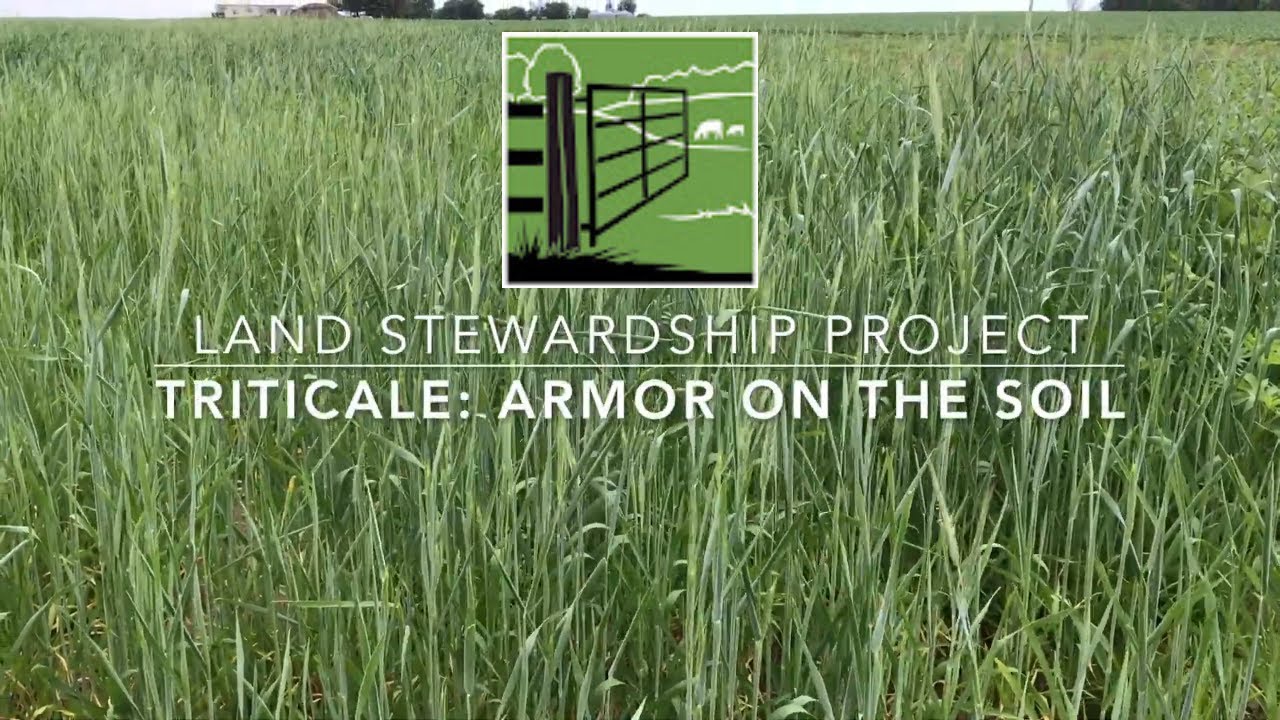 Triticale as Soil Armor & Cattle Feed with Robb Miller
