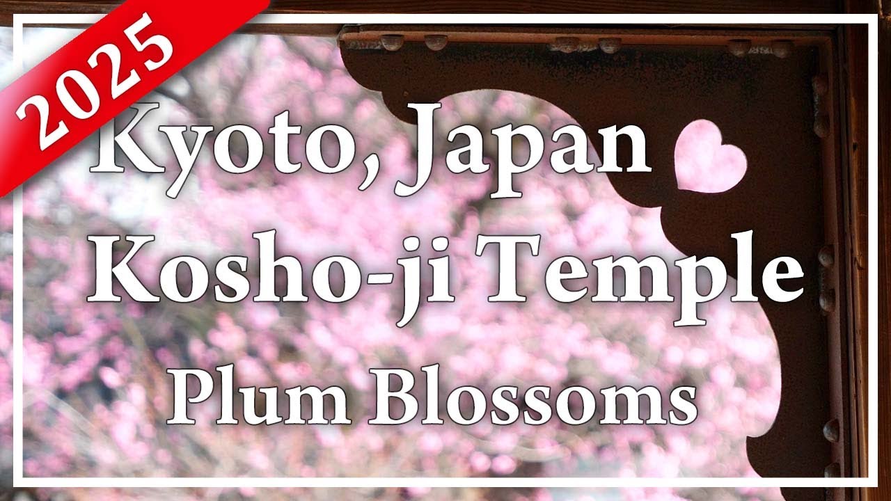 Kosho-ji, Kyoto.  Red and white plum blossoms at their best. Popular plum blossom viewing spot