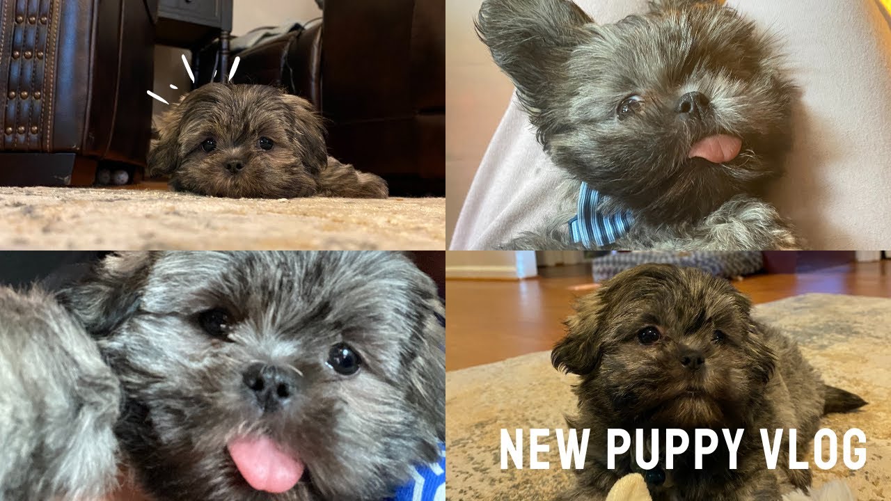 Vlog: NEW PUPPY ALERT | Shih Tzu - 8 weeks old