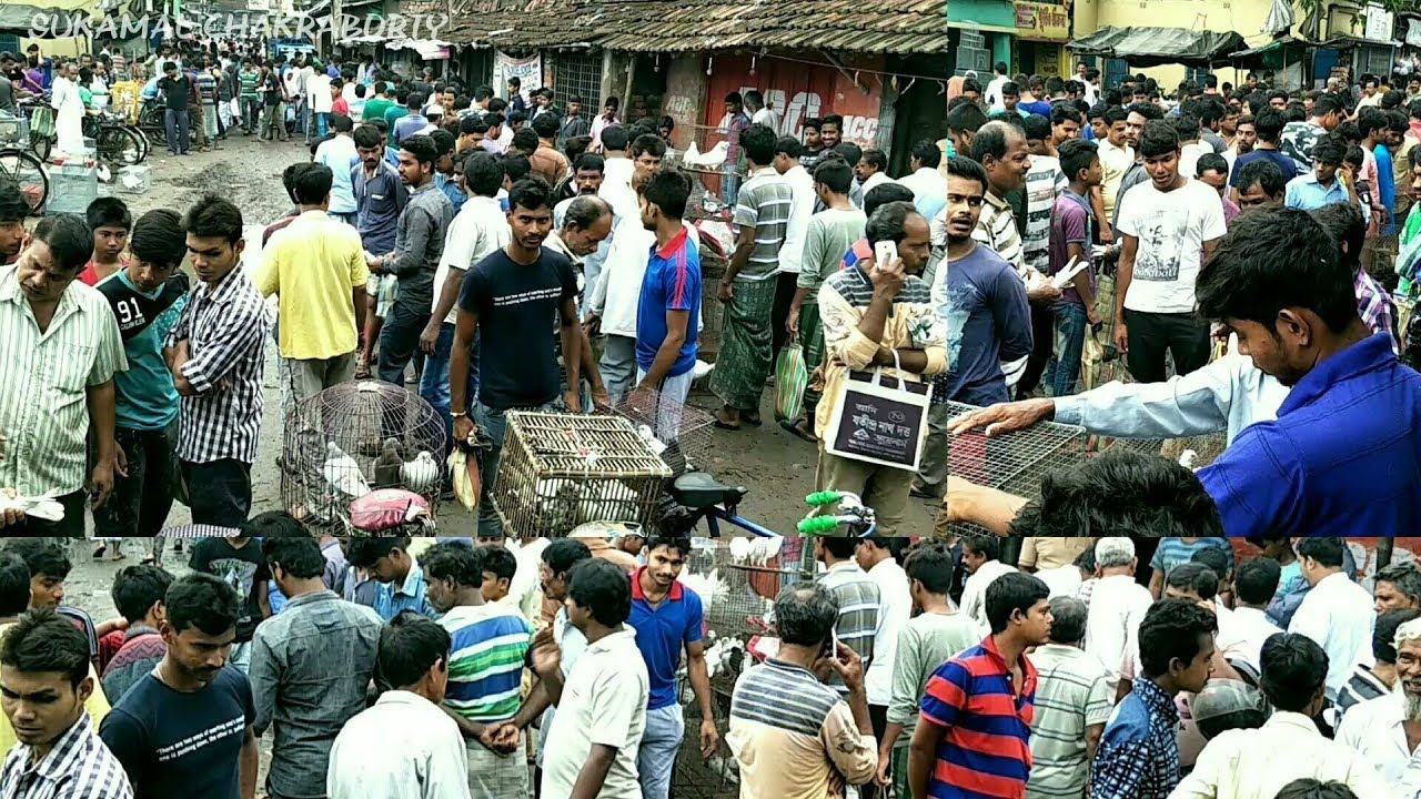 RAJARHAT PIGEON MARKET ( DIAMOND HARBOUR ROAD )