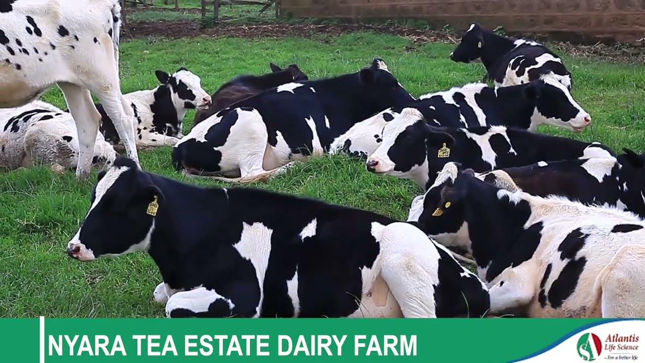 Why Steaming Up Dairy Cows this way will increase Overall Milk Production in Your Farm.