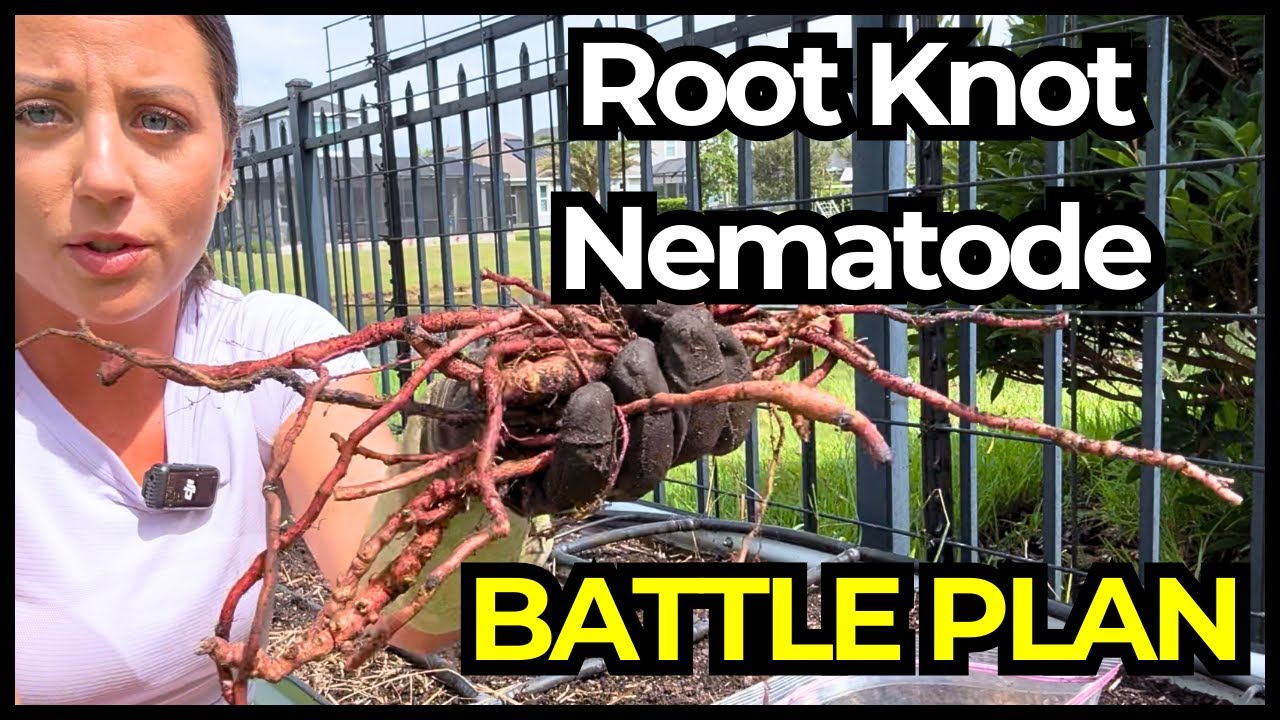 How a Nematode Soil Test is Influencing My Root Knot Nematode Management Plan