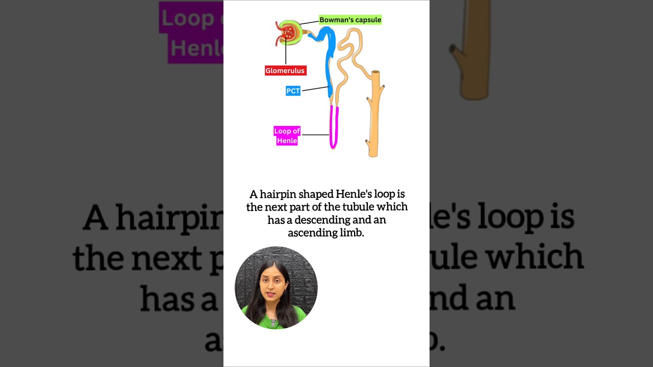 Structure of Nephron in 2 mins🤯| Human Excretory System #neet #biology #study #class11 #shorts #yt
