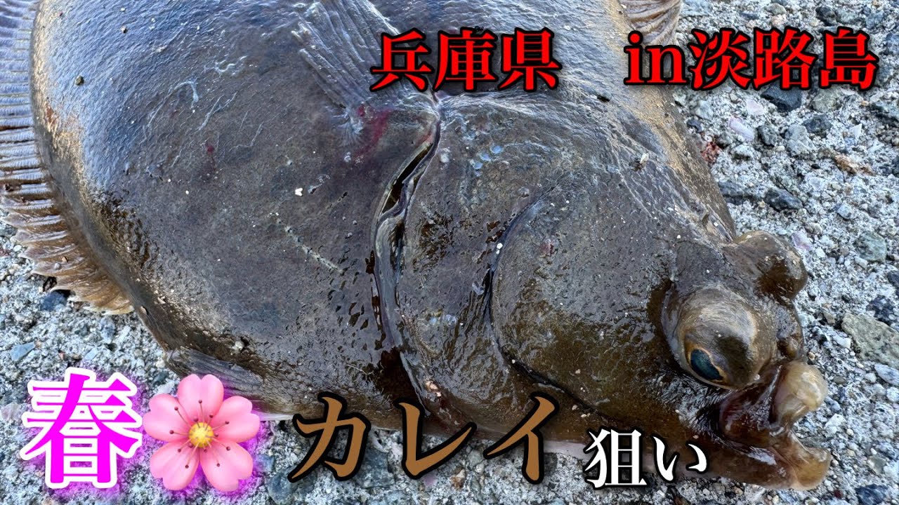 春のカレイ狙いin兵庫県淡路島