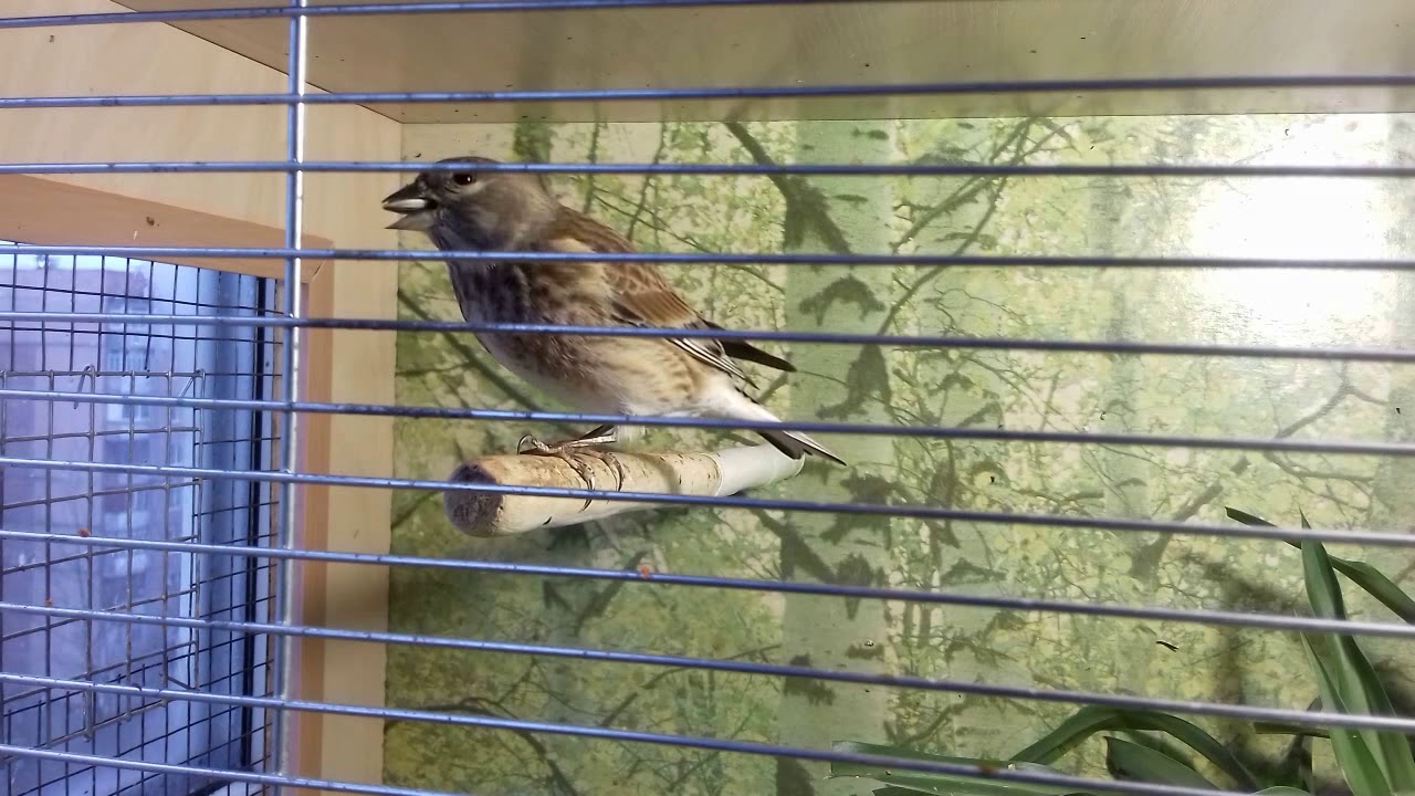 Коноплянка (реполов), Carduelis cannabina, Common Linnet, Linotte mélodieuse, عصفور تفاحي