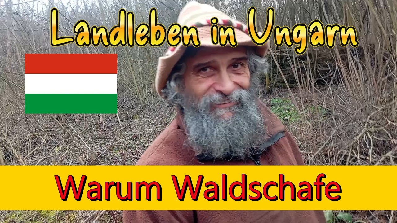 Warum Waldschafe Landleben in Ungarn