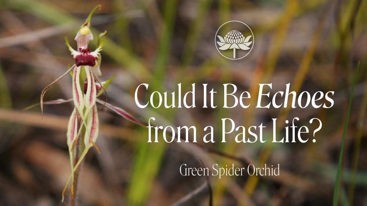 Could It Be Echoes from a Past Life? | Green Spider Orchid
