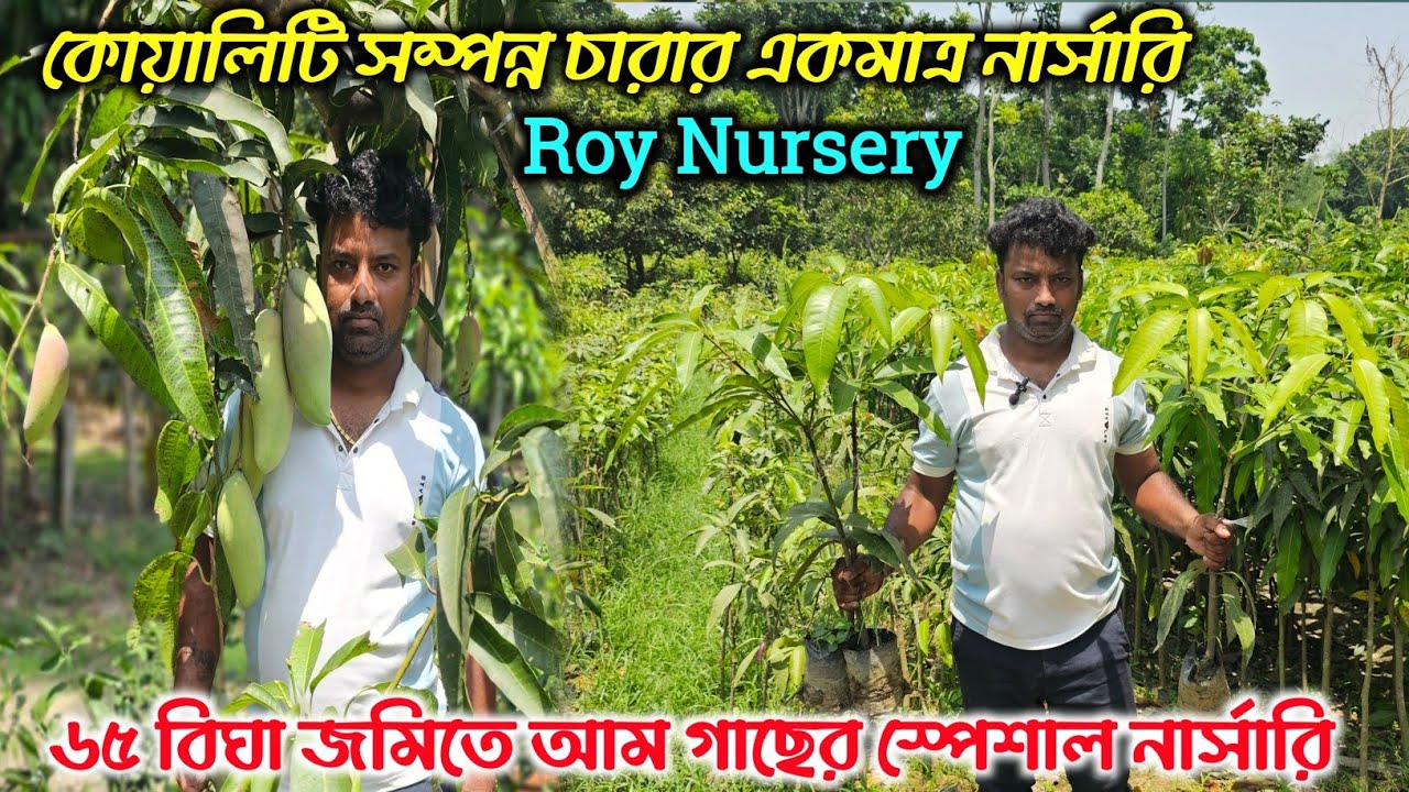 জলের দামের সেরা আম গাছের নার্সারি।কোয়ালিটি কাকে বলে, না দেখলে বিশ্বাস হবেনা