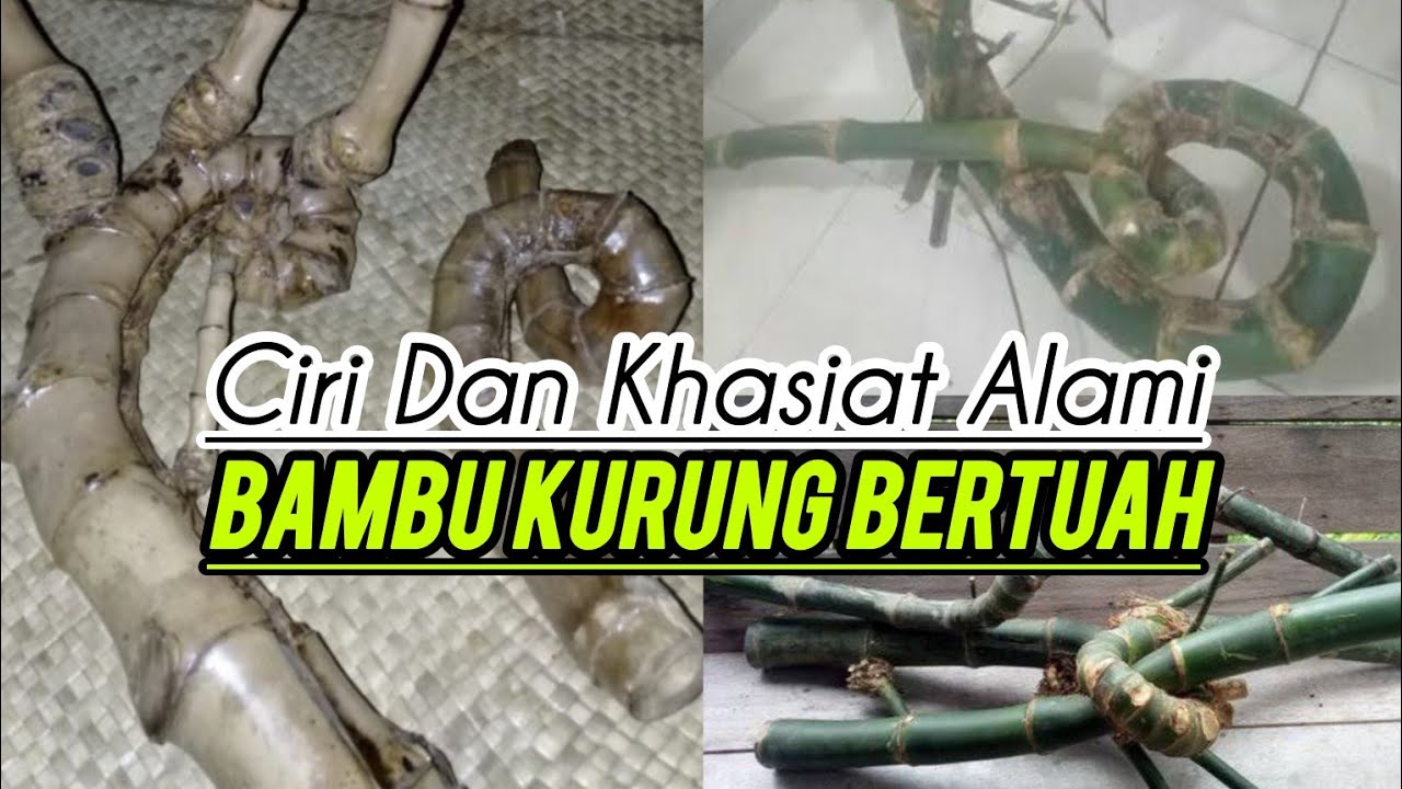 Ciri dan khasiat bambu kurung bertuah yang luar biasa