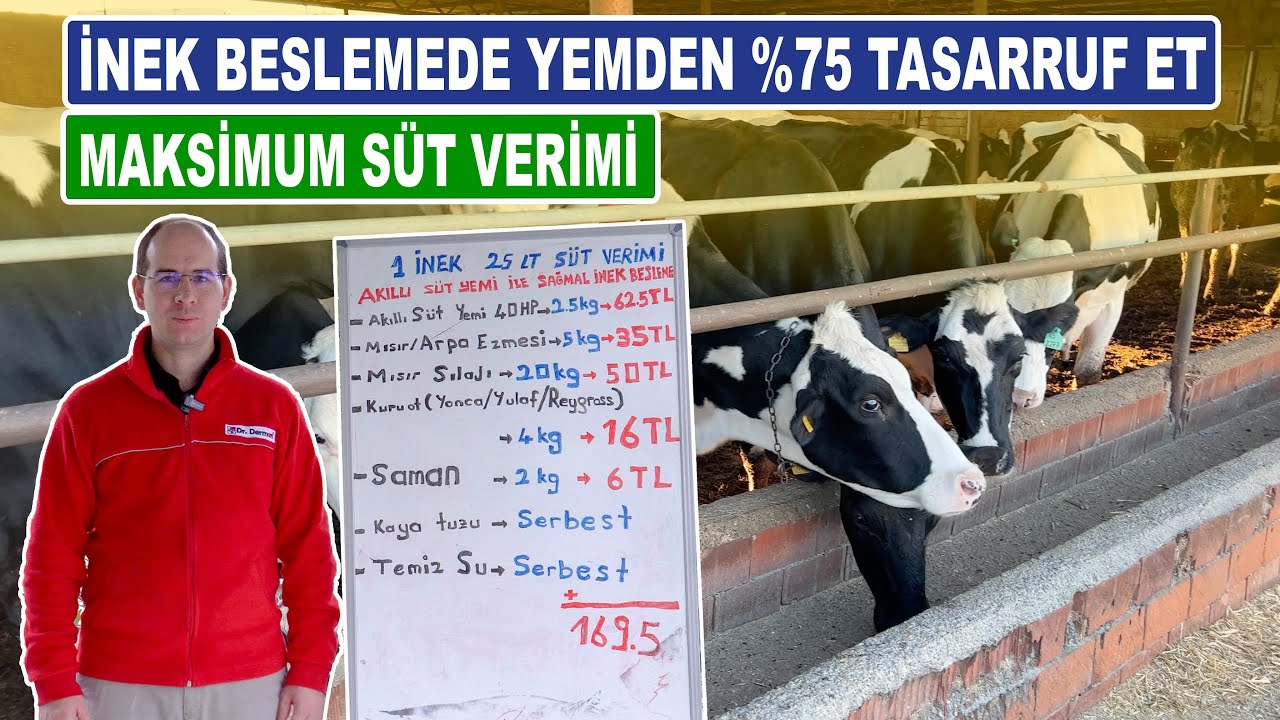İnek Beslemede Yemden %75 Tasarruf Et | Maksimum Süt Verimi