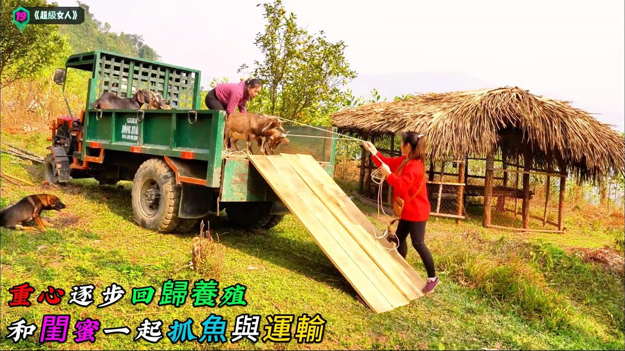 和閨蜜一起抓魚與運輸，重心逐步回歸養殖《超級女人》19