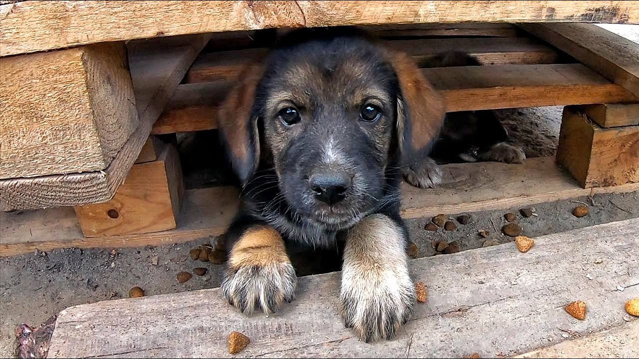 Stray Puppy Looking for Someone to Drop Some Food for Him