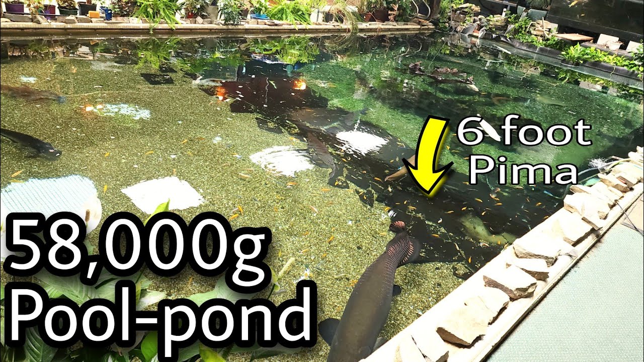 58,000 gallon monster pond, how it works, what fish are in it at Ohio fish rescue