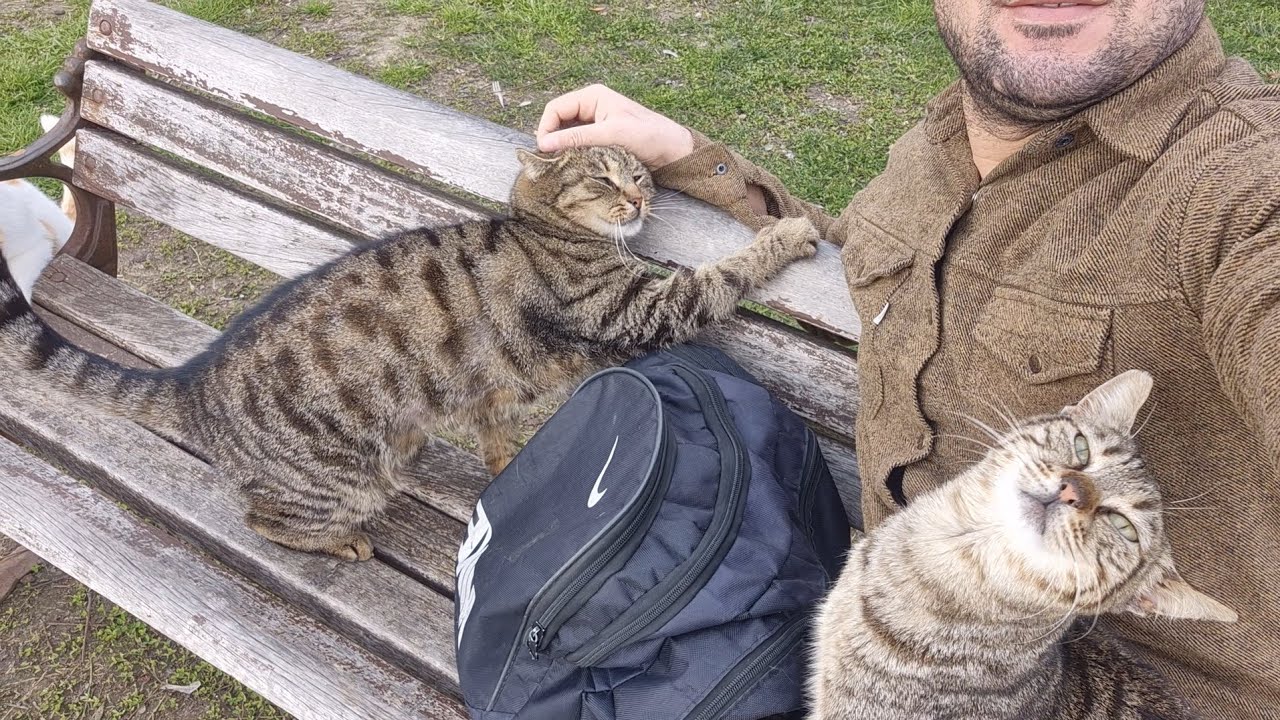 Two Very Friendly Tabby Street Cats Climbed Onto My Lap and Hugged Me