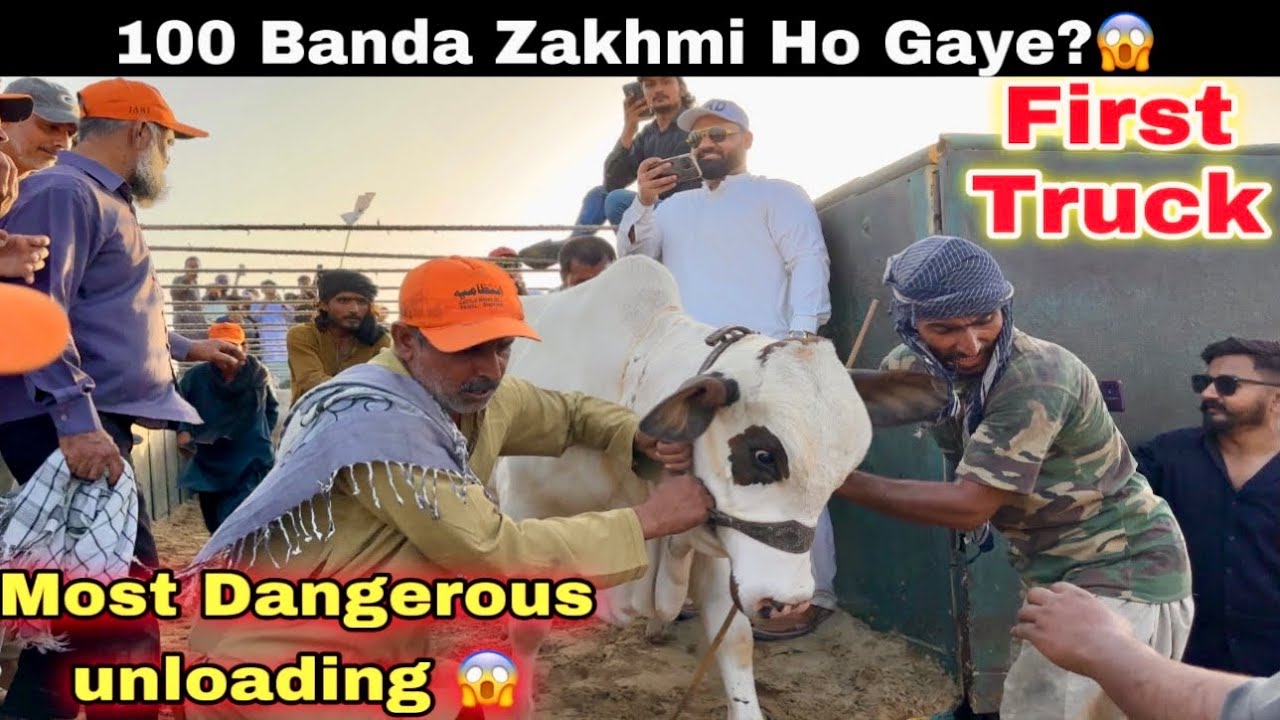 Northen Bypass Mandi 2025 Dangerous First Truck Unloading 😱 || cow mandi 2025