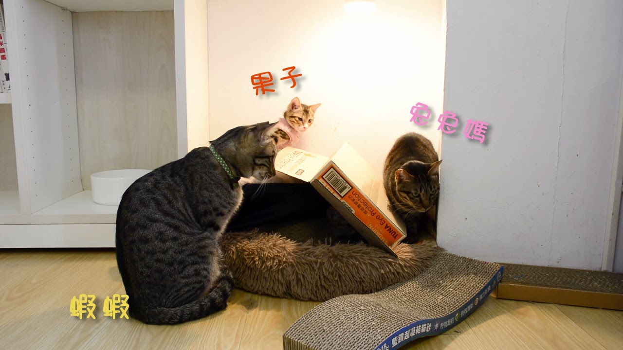 T  貓吧大小事 1