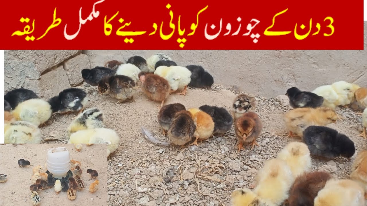 Chotay Chuzon Ko Pani Pilany Ka Mukamal Tarika 2025 || chozo ko pani kb aur kasay dena hay