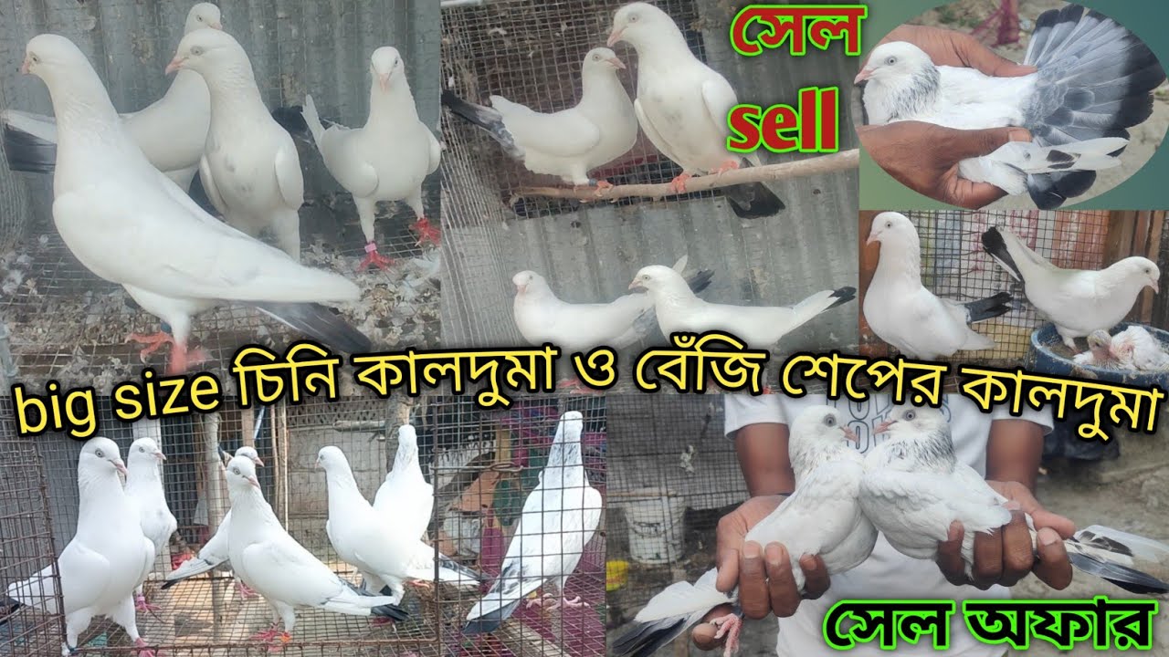 কালদুমা কবুতরের দারুন দারুন কালেকশন সেল // kalduma pigeon for sell at cheapest price at@Theskybirds
