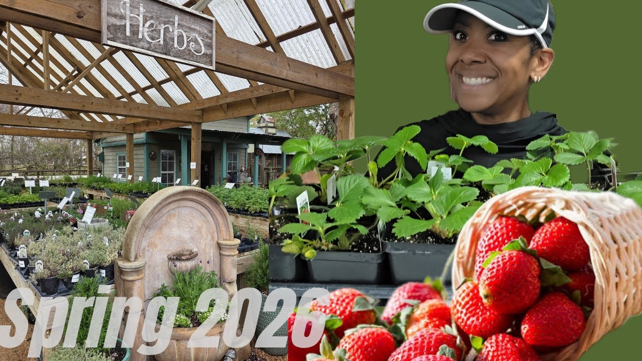 Preparing for Spring 2026 🌸 Up Potting Seedlings, Window Growing & Strawberries 🍓