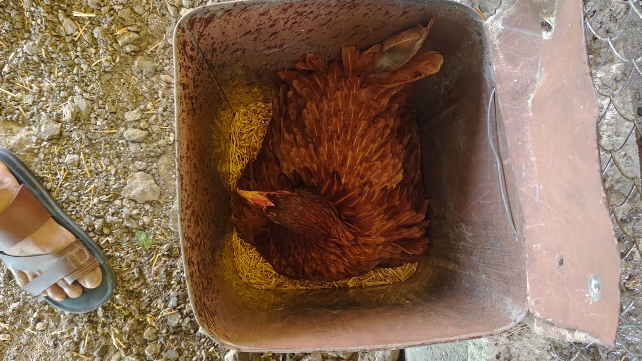 राजमंगल गावरान पोल्ट्री फार्म: संपूर्ण परिचय  Rajmangal Gavran Poultry Farm Tour