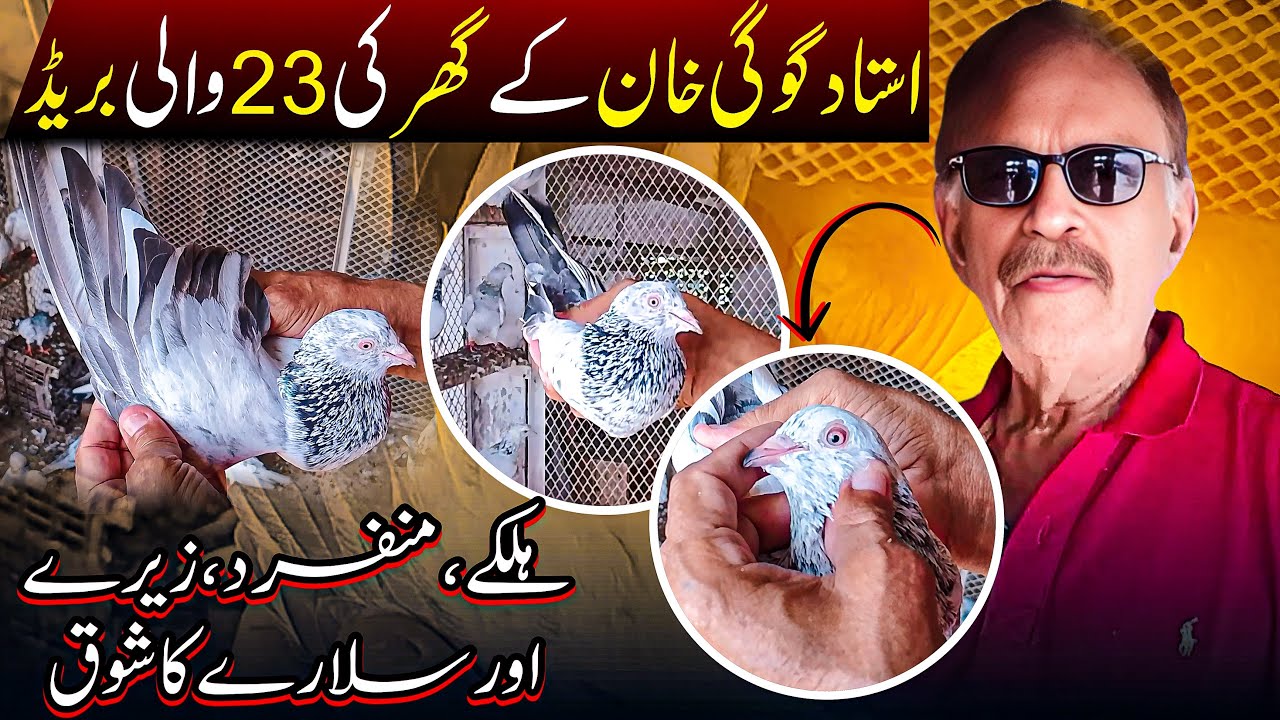 USTAD GOGI KHAN KAY GHAR KI 23 WALI BREED | PIGEON | KABOOTAR | KABUTAR | USTAD GOGI | NAYAB KABUTAR