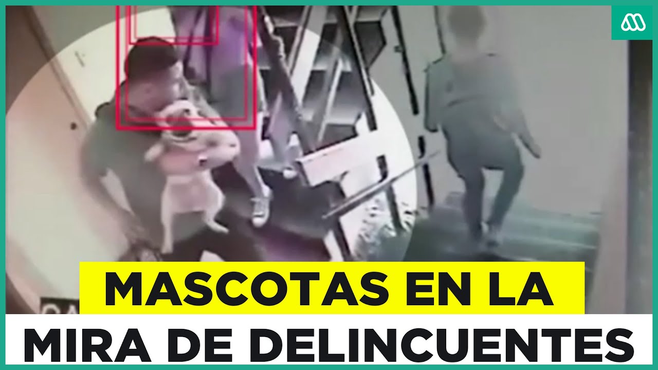 &iquest;Qu&eacute; medidas tomar? Preocupaci&oacute;n por aumento de robo de mascotas