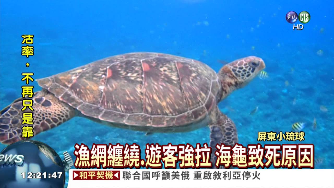 小琉球浮潛摸海龜 可罰30萬