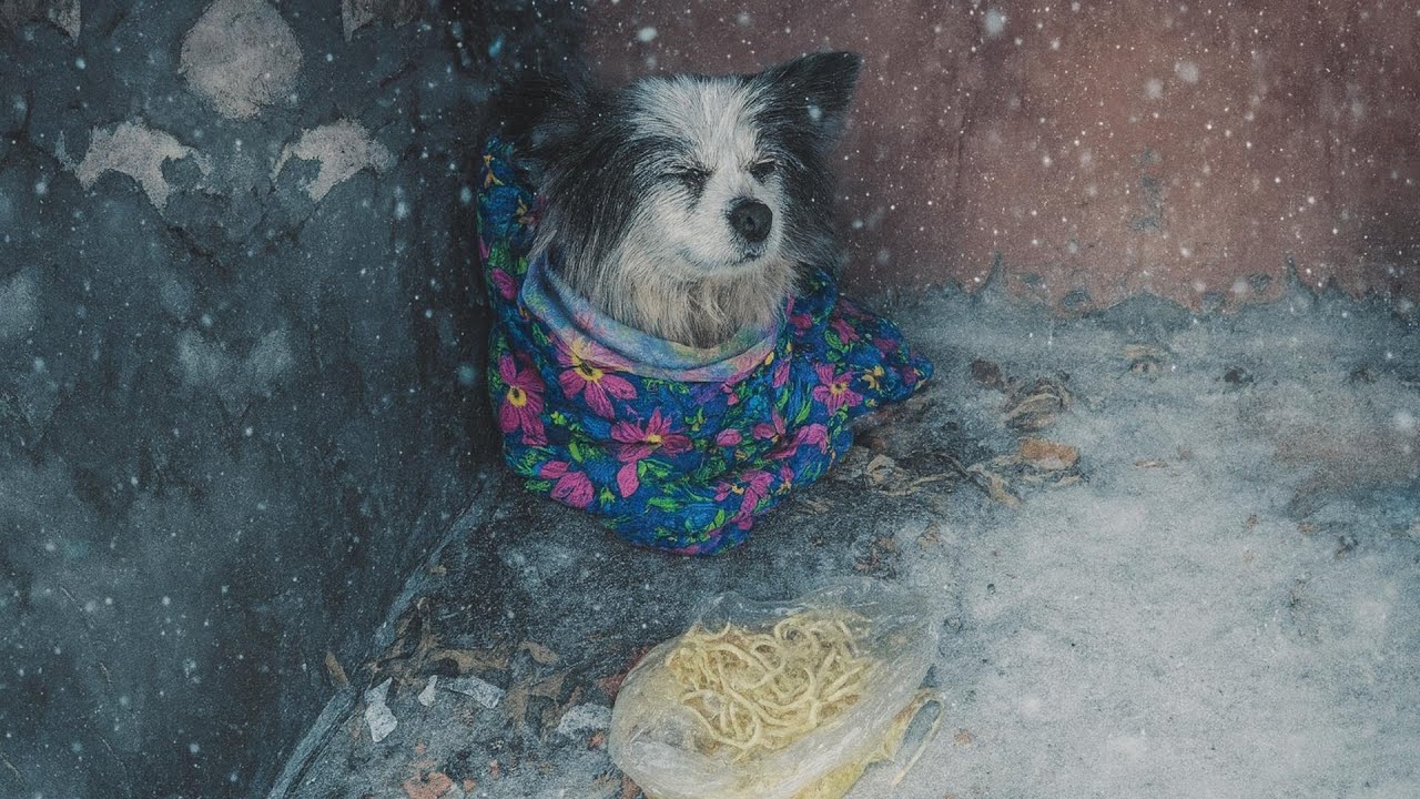 Замерзший и забытый, он продолжал бороться за жизнь пока, наконец, его не протянули к кому-то нежной