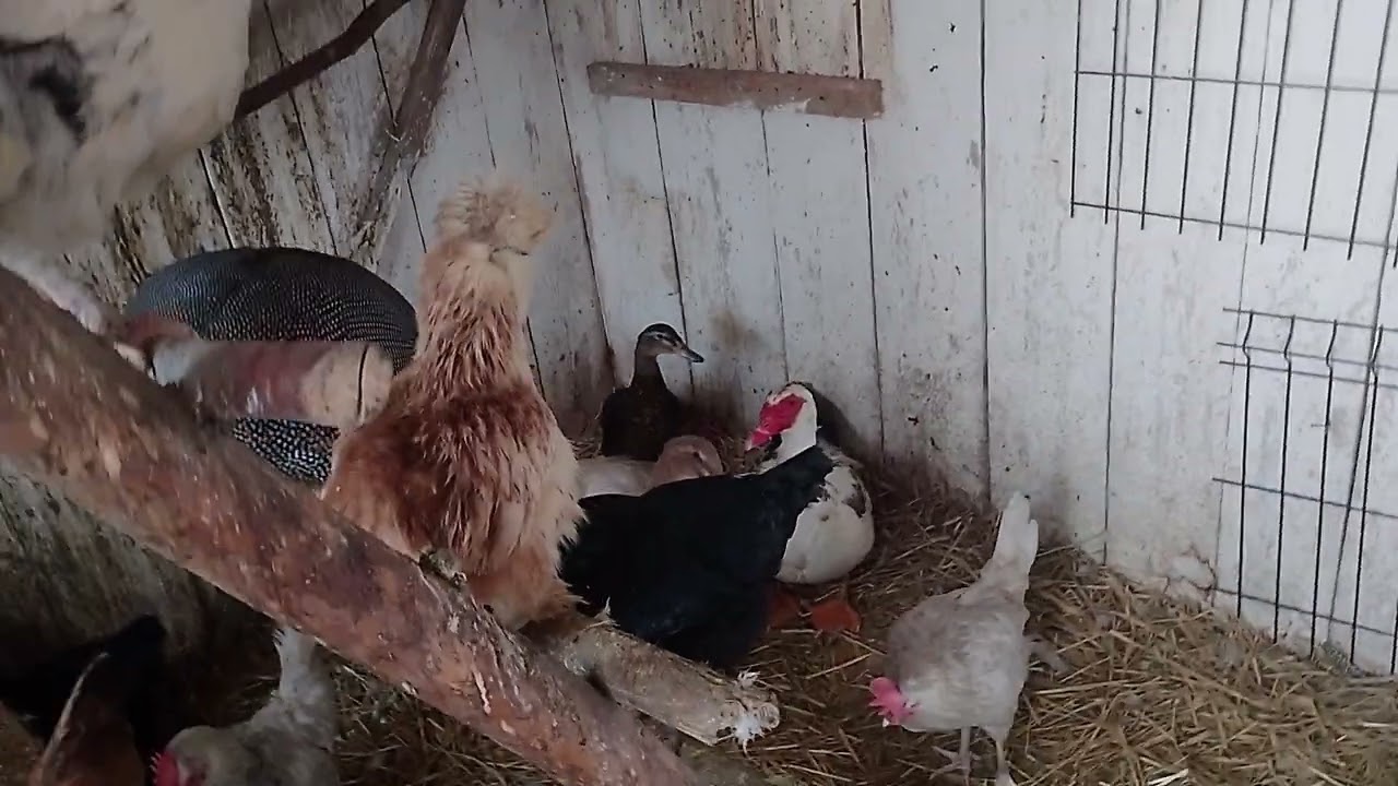 Napadało śniegu🌨️Kozy i kury siedzą w budynkach🐐🐔 Plany na zakup nowych lokatorów🪿