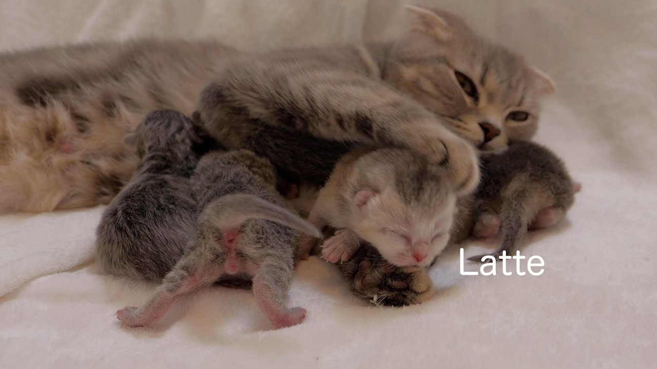 Когда кошка-мать возвращается, все котята нападают на неё одновременно!