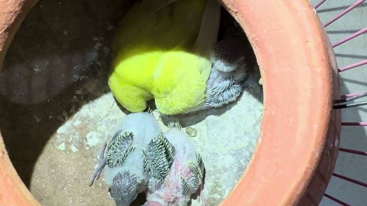 Mom carrying his baby
