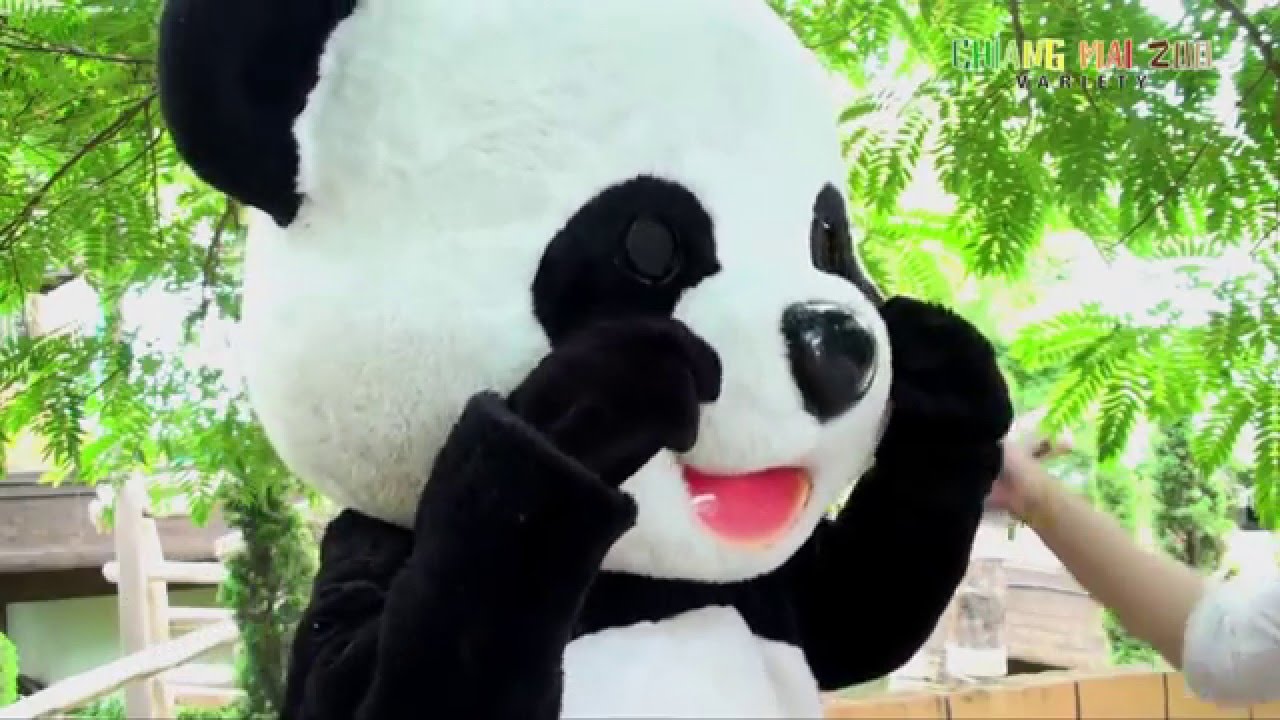 ตามรอยหลินปิง ตอนที่ 4 | สวนสัตว์เชียงใหม่ CHIANG MAI ZOO