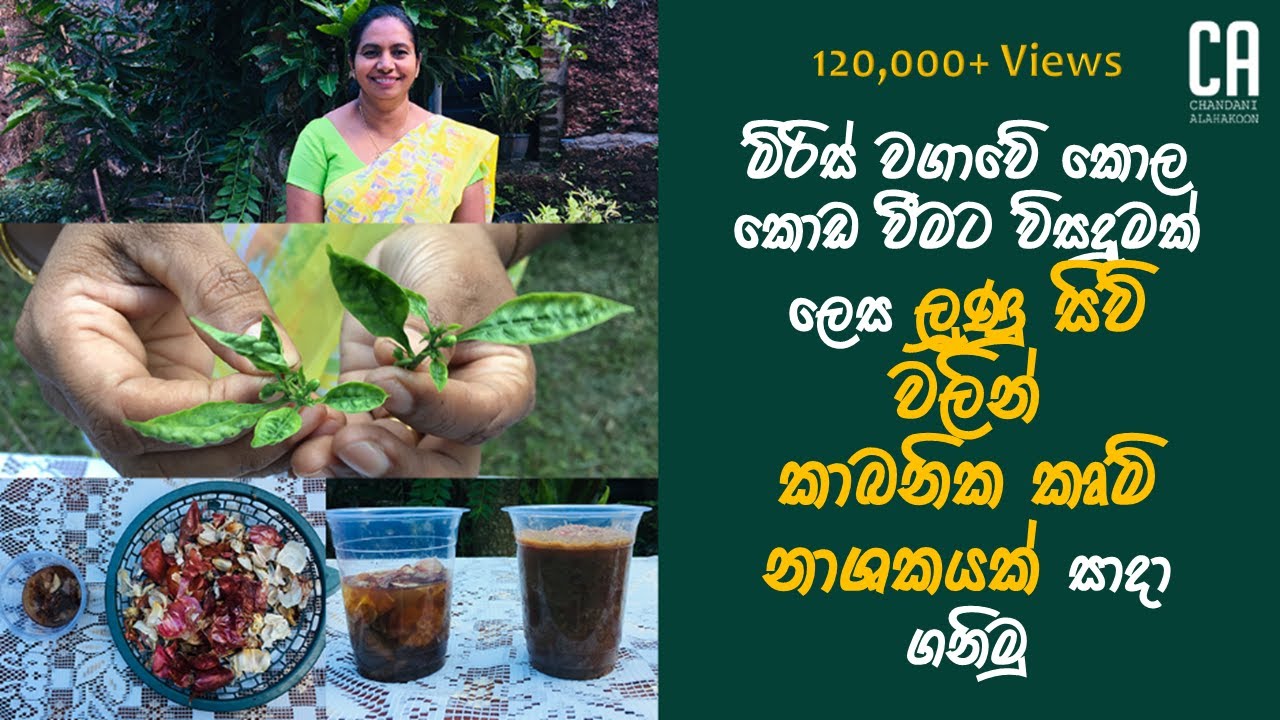 මිරිස් වගාවේ කොල කොඩ වීමට විසදුමක් ලෙස ලූණු සිවි වලින් කාබනික කෘමි නාශකයක් සාදා ගනිමු