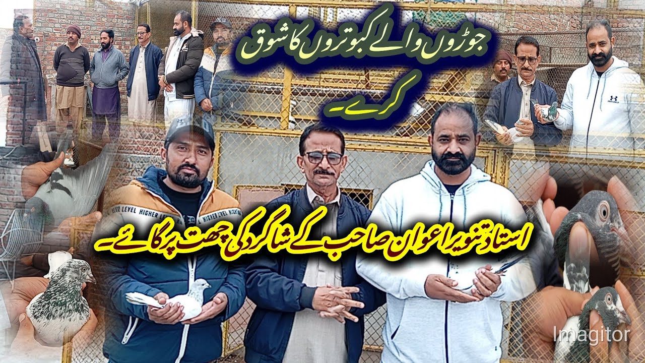 استاد تنویر اعوان صاحب کے شاگرد کی چھت پر گاۓ۔