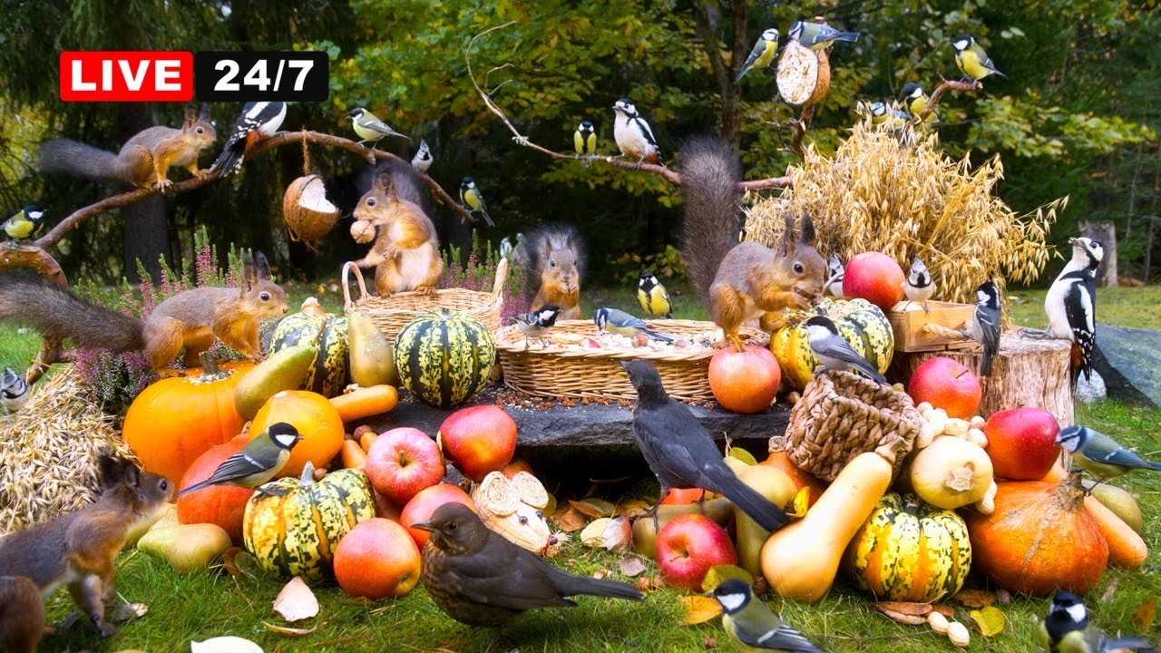 🔴24/7 LIVE CAT TV NO ADS😺 Unlimited Wild Birds and Squirrels at Autumn Festival