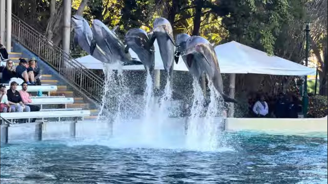 Dolphin Adventures (Full Show) - SeaWorld Orlando - November 12, 2025