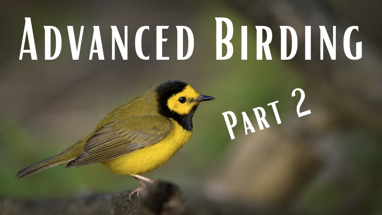 Advanced Birding